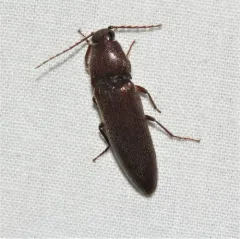 Chestnut-footed Click Beetle thumbnail 2