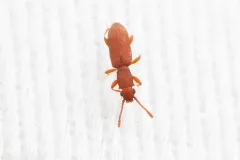 Silvanus bidentatus thumbnail 4