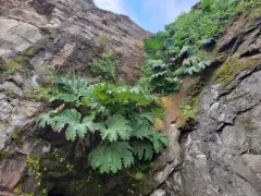 Chilean rhubarb thumbnail 4