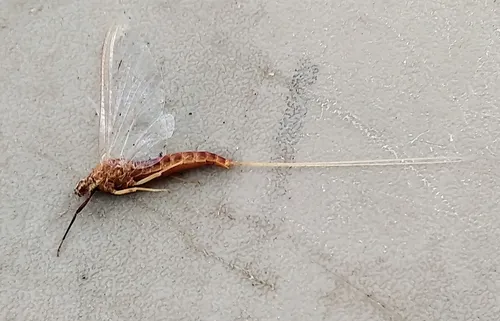 Isonychia velma
