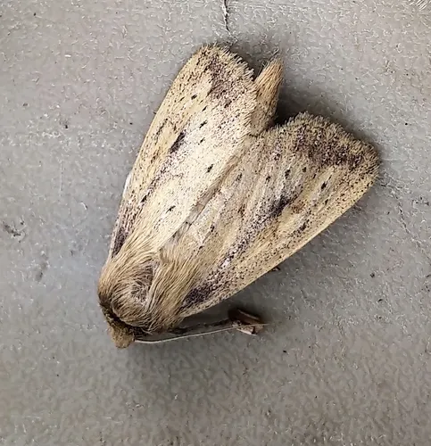 Yellow Sedge Borer Moth