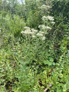 roundleaf thoroughwort thumbnail 4