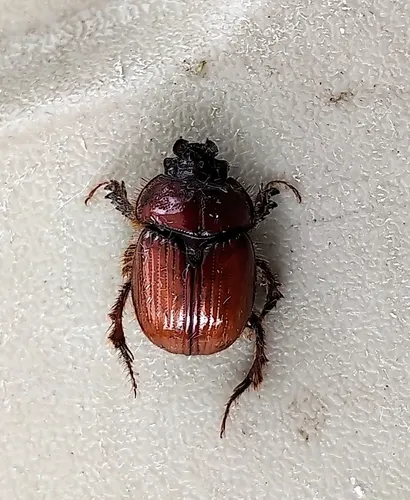 Green's Earth-boring Scarab Beetle