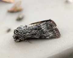 Sympistis poliochroa thumbnail 2