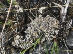 Split-peg Lichen thumbnail 3