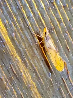 Otiocerus amyotii thumbnail 4