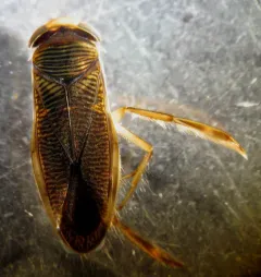 Callicorixa audeni thumbnail 4