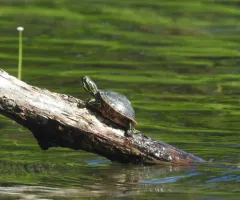 Northern Red-bellied Cooter thumbnail 1