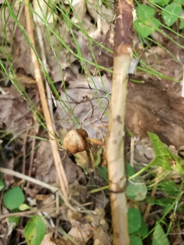 Lasioptera psederae