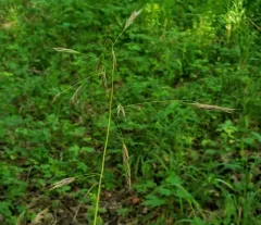 Hairy Woodland Brome thumbnail 1