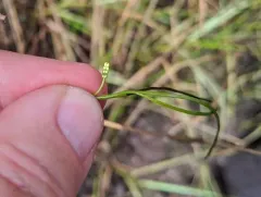 widgeongrass thumbnail 2