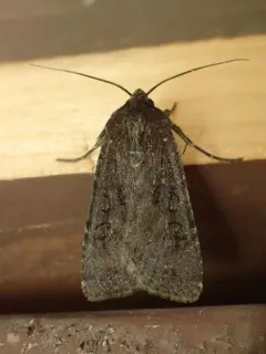 Aseptis fumosa thumbnail 3