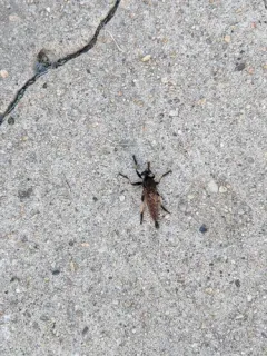 Red-footed Cannibal Fly thumbnail 3