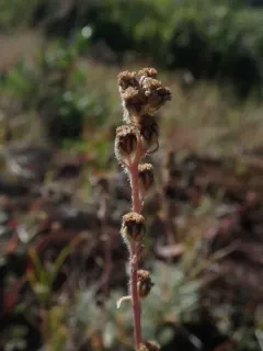 Alpine Sagebrush thumbnail 2