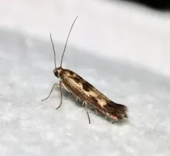 Chenopodium Scythris Moth thumbnail 3