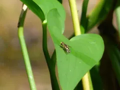 Black-legged Bog Fly thumbnail 1