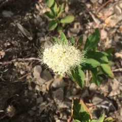 Shinyleaf Meadowsweet thumbnail 4