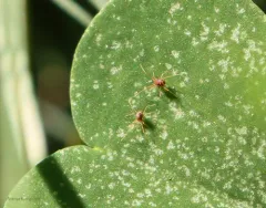Woodsorrel Mite thumbnail 2
