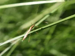 Spined Stilt Bug thumbnail 4