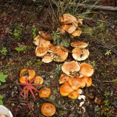 Tricholoma aurantium thumbnail 4