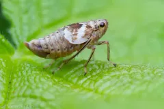 Hylaius oregonensis thumbnail 3