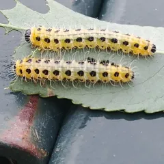 hairy poplar sawfly thumbnail 2