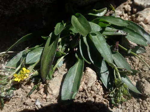 thickleaf draba