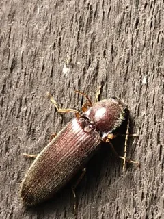 Hemicrepidius ruficornis thumbnail 3
