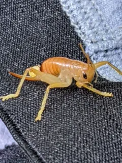 Carolina Leafroller Cricket thumbnail 3