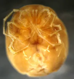 Hydrodroma despiciens thumbnail 2