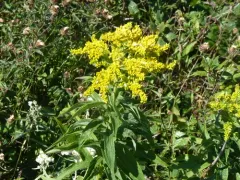big-toothed Canada goldenrod thumbnail 3