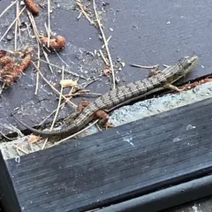 Southern Alligator Lizard thumbnail 1