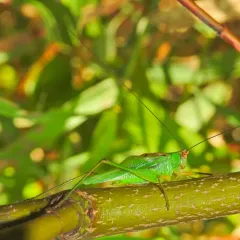 Black-legged Meadow Katydid thumbnail 4