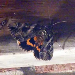 Penitent Underwing thumbnail 3