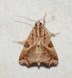Florida Fern Moth thumbnail 3