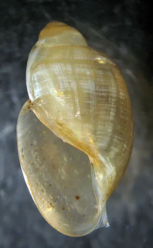 Glass Physa