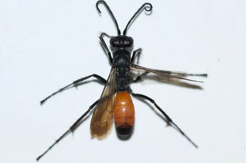 Anoplius semirufus