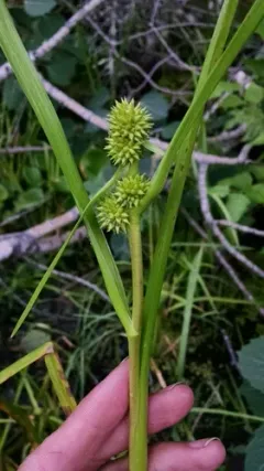 Northern Bur-reed thumbnail 2