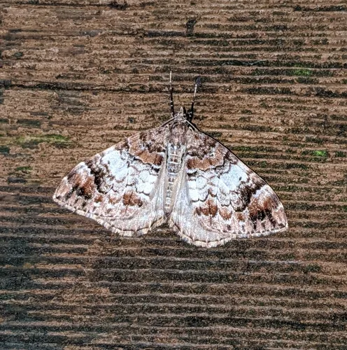 10-spotted Rhododendron Moth