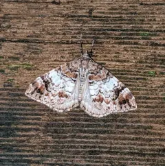 10-spotted Rhododendron Moth thumbnail 1