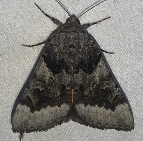Bay Underwing
