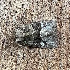 Olive Arches Moth thumbnail 3