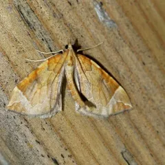 Chevron Moth thumbnail 4