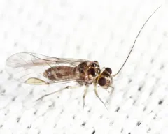 Blastopsocus variabilis thumbnail 2