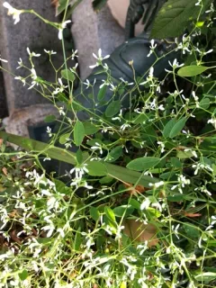 Grassleaf Spurge thumbnail 4