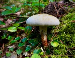 Hypomyces completus thumbnail 2