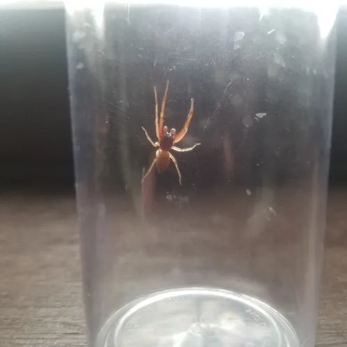 Broad-faced Sac Spider