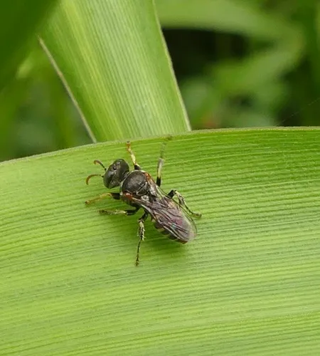 Oxybelus emarginatus