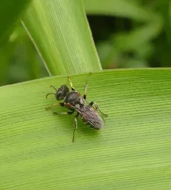 Oxybelus emarginatus thumbnail 1