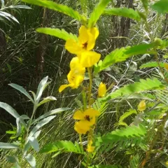 partridge pea thumbnail 2